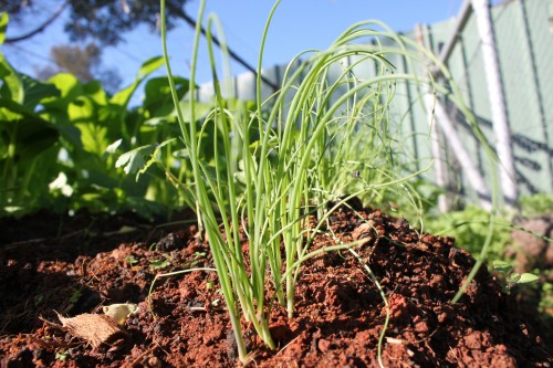 Spring onions