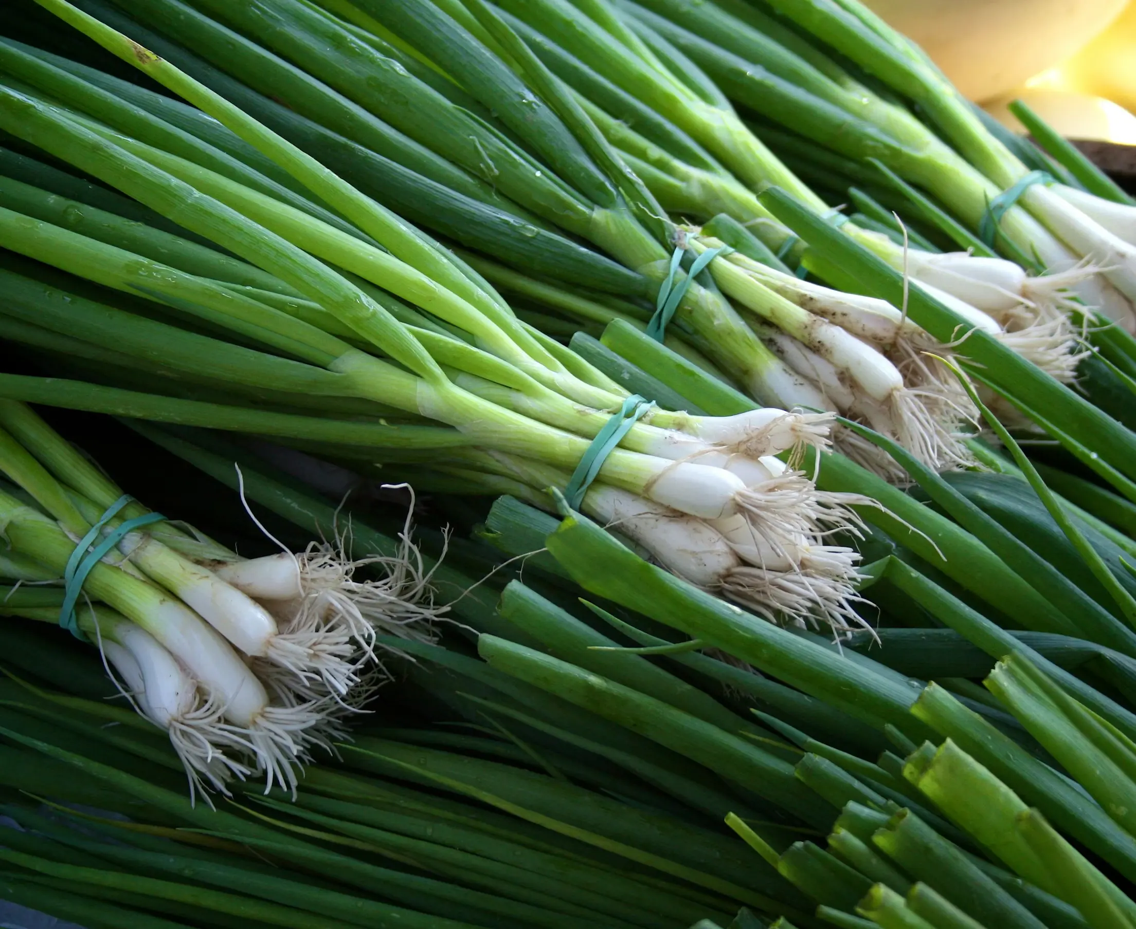 Leek